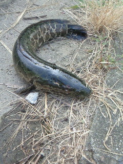 愛知川 夏 琵琶湖 バス釣り